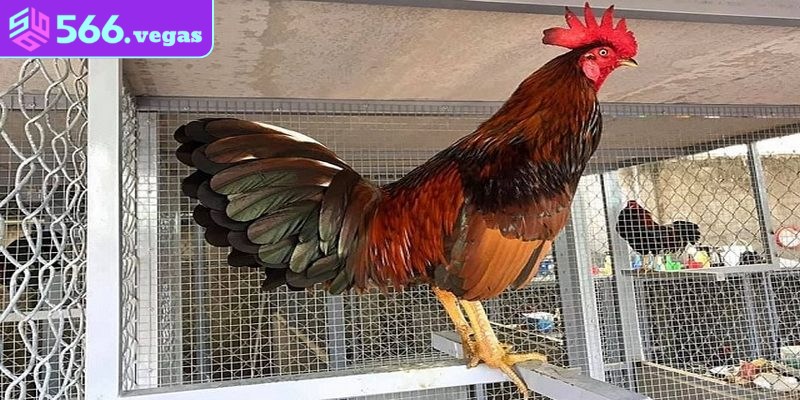 Những tiêu chí quan trọng trong việc chọn gà đá