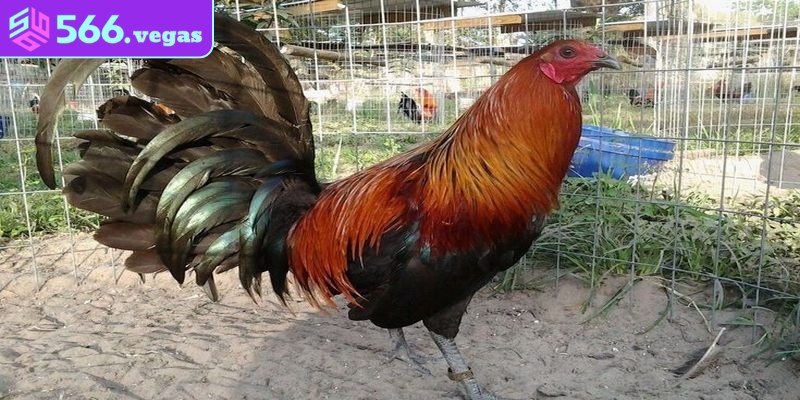 Cách chọn gà đá dựa vào kinh nghiệm thực tế của sư kê