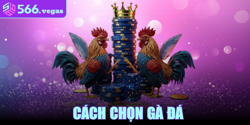 Cách Chọn Gà Đá