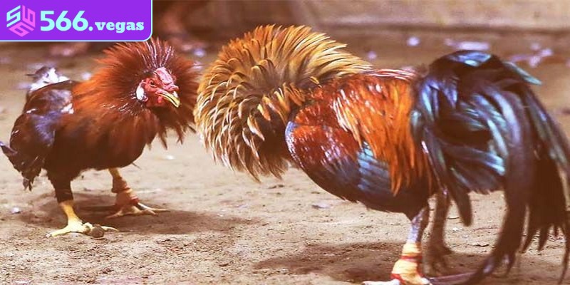 Nguồn gốc và ý nghĩa của việc xem ngày đá gà 12 con giáp