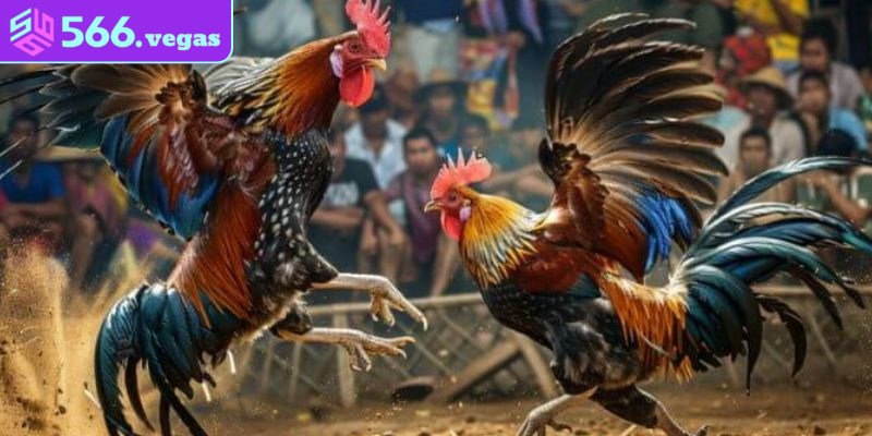 Hướng dẫn chi tiết cách xem ngày đá gà theo kinh nghiệm dân gian