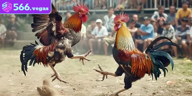 Lưu ý quan trọng khi áp dụng phương pháp xem ngày đá gà 12 con giáp