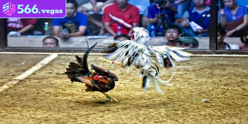 Chọi gà Thomo từ lâu đã vô cùng nổi tiếng và hấp dẫn