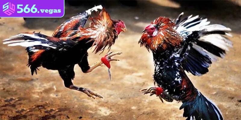 Kiến thức chuyên sâu và kinh nghiệm đá gà online
