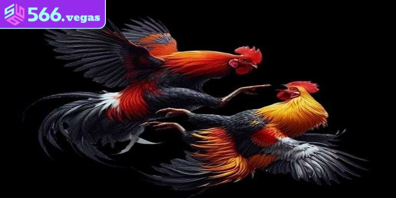 Tận dụng ưu đãi, khuyến mãi từ nhà cái khi chơi đá gà online