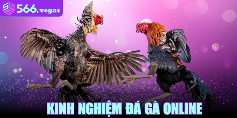 Kinh Nghiệm Đá Gà Online