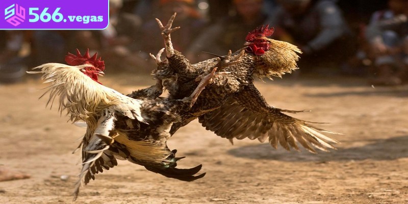 Cách đặt cược hiệu quả khi xem đá gà Thomo
